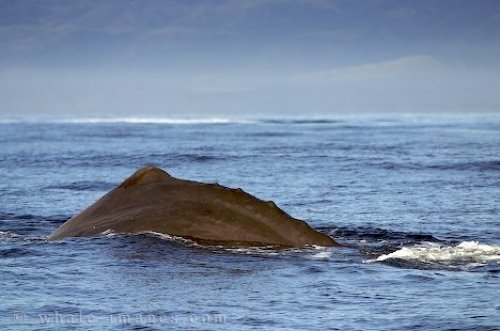 Pictures of Whales