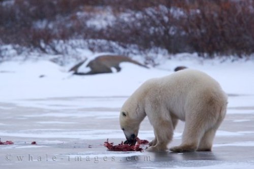 Polar Bear Food Hudson Bay Churchill Manitoba