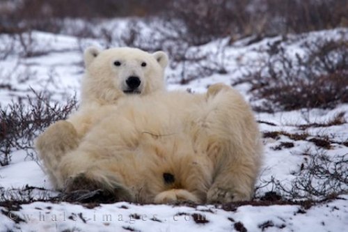 Polar Bear Winter Massage Churchill Wildlife Management Area