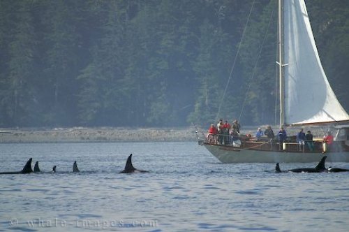 Sail With Whales