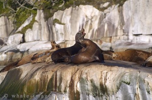 Sea Lion