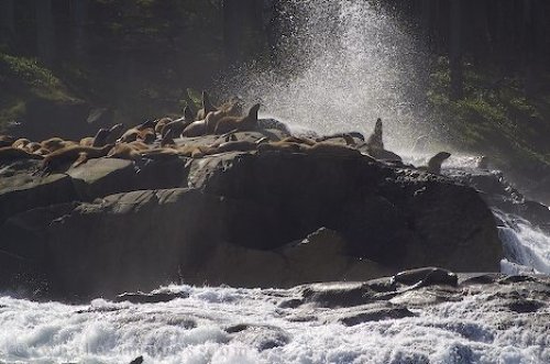 Sea Lions