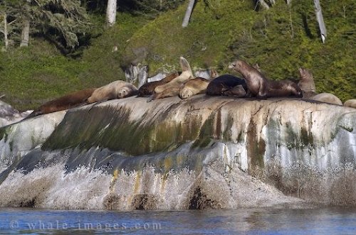 Sealions