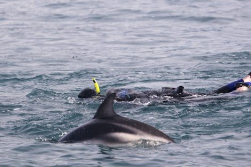 Snorkling With Dolphins Kaikoura