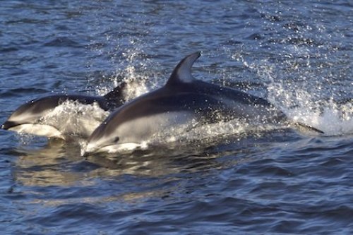 Speeding Torpedoes