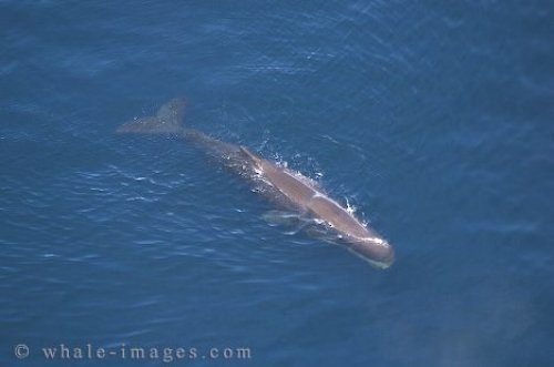 Sperm Whale