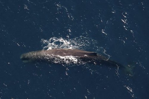 Sperm Whale Aerial