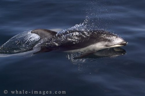 Swim with Dolphins