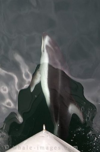 Swimming with Dolphins