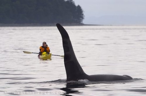 Vancouver Island Kayaking