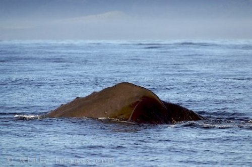 Whale Pictures