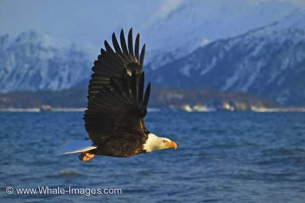 Bald Eagle Habitat Snowy Mountains Homer Alaska