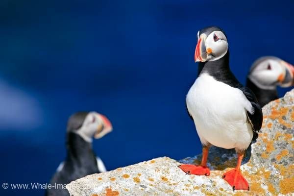 Cute Birds Atlantic Puffins Bird Island Newfoundland