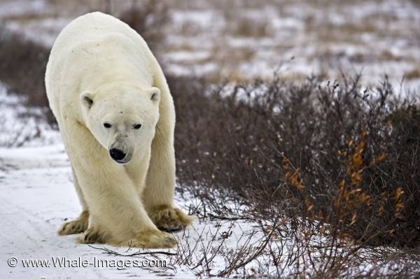Polar Bear Endangered Species