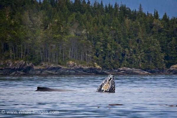 Mother and baby playing humpback whales