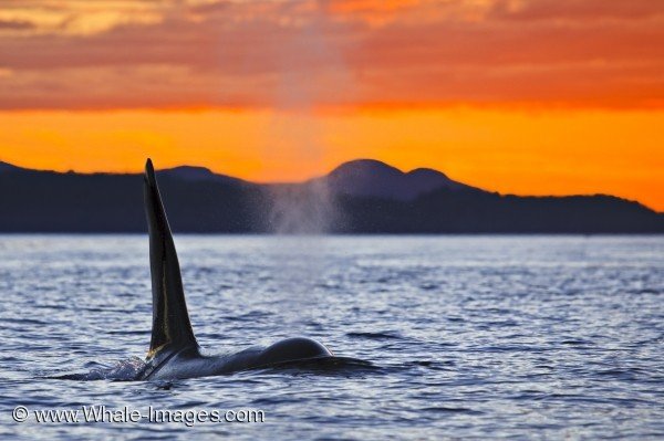 Male Orca Weyton Pass Sunset Northern Vancouver Island