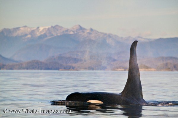 Photo Of A Killer Whale