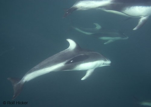 facts about  dolphins, dolphin underwater