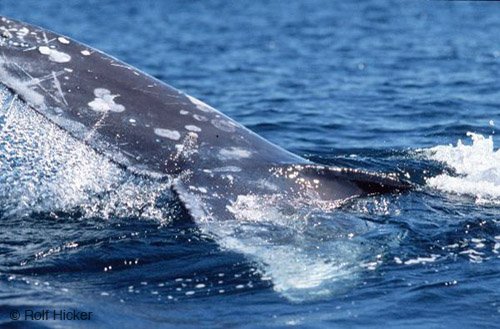 gray  whales