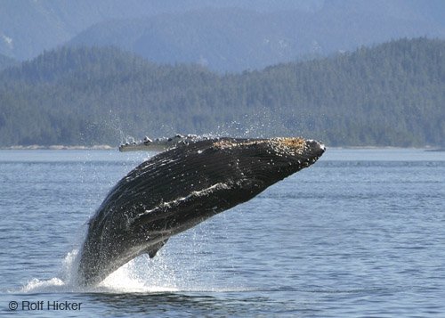 humpback whale facts I humpback whale breaching