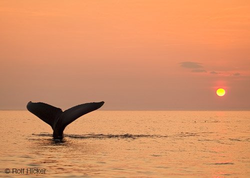 humpback whale facts I whale tail at sunset