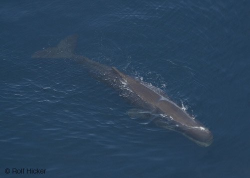 sperm whale facts I aerial photograph
